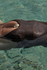 High-cut leg modern swimsuit in neutral tone LILYA Pantai